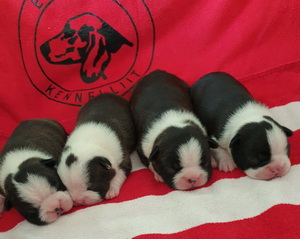 k-litter